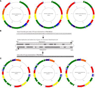 The complete paternally inherited mitochondrial genomes of three clam species in genus Macridiscus (Bivalvia: Veneridae): A TDRL model of dimer-mitogenome rearrangement of doubly uniparental inheritance